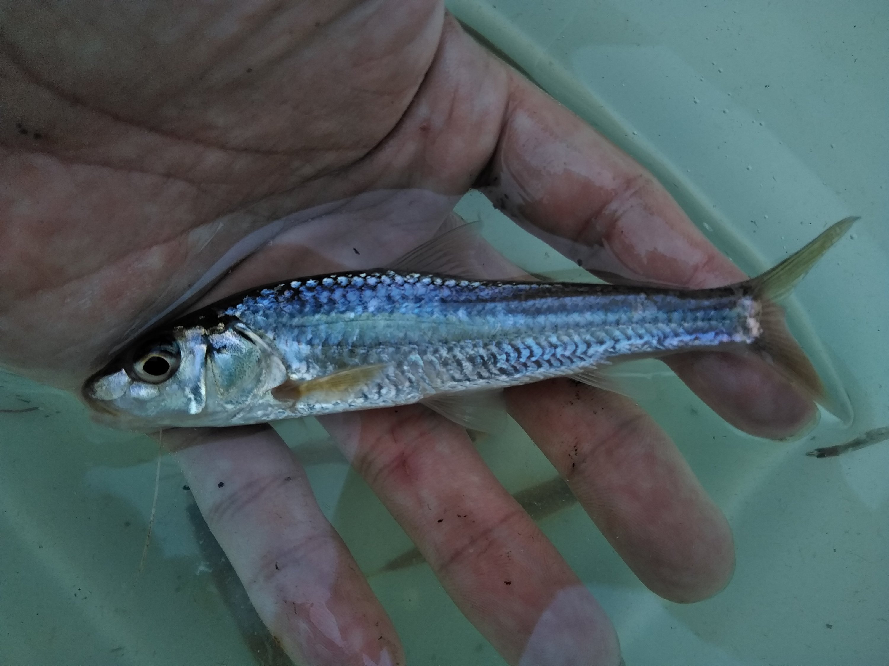 Squalidus japonicus japonicus (Sauvage, 1883)